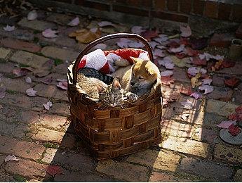 《苏菲的炼金工房2》发布新DLC 付费第一弹免费第二弹