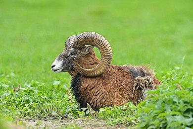 本周Fami通新作评分 《黄泉之路》31分